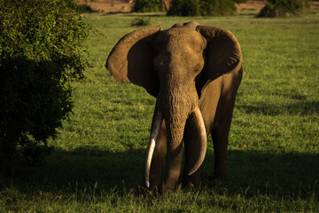 Elephant in savana during safari tour in Tsavo Park, Kenya - 729840435