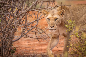 Lion and lioness in savana during safari tour in Tsavo Park, Kenya - 729840456
