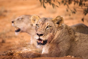Lion and lioness in savana during safari tour in Tsavo Park, Kenya - 729841038