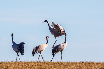 Dancing cranes in a field on a sunny spring day