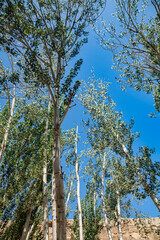 Fototapeta premium Top of green spring poplar on sky background.The crowns of poplars form a delicate green roof at the Mogao Grottoes