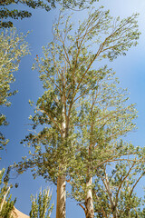 Top of green spring poplar on sky background.The crowns of poplars form a delicate green roof at the Mogao Grottoes