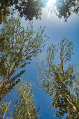 Top of green spring poplar on sky background.The crowns of poplars form a delicate green roof at the Mogao Grottoes