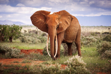 Elephant in savana during safari tour in Tsavo Park, Kenya - 729841420