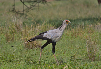 side view of secretary bird hunting for prey in the wild savannah of tarangire national park, tanzania