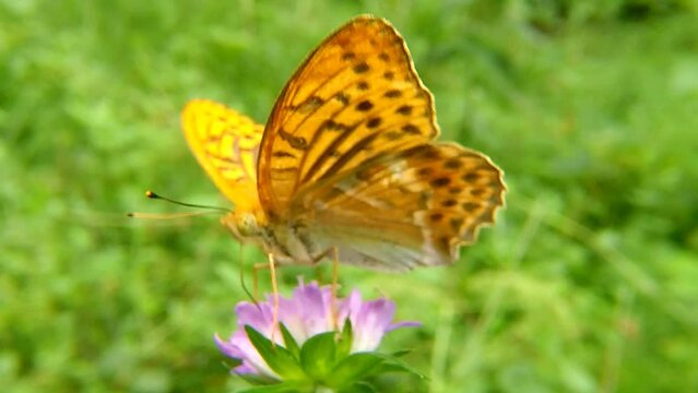 silver-washed fritillary butterfly, brimstone butterfly and peacock butterfly on flowers in Germany