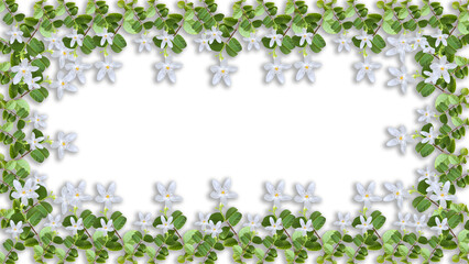 branch of tree with leaves and white flower background , frame, PNG