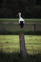 Storch auf Stickel