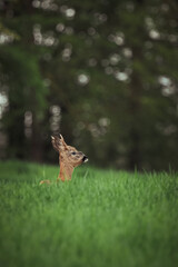 Reh im Feld mit markanter Nase