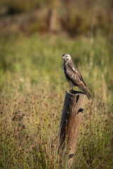 Bussard auf Stickel