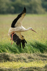 Storch im Anflug