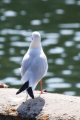 ユリカモメ　black-headed gull