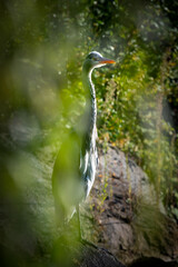 Graureiher beim Ansitz