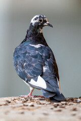 Taubenportrait