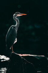 Graureiher beim Ansitz