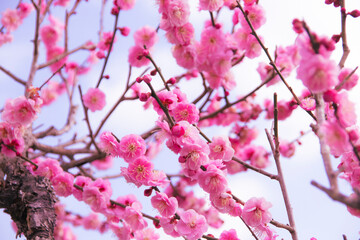 満開の八重咲き梅