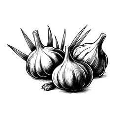 garlic hand drawn vector icon black and white