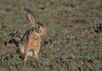 african savanna hare sitting on the ground looking alert in the wild plains of serengeti national...