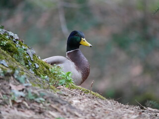 Canard col vert