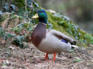 Canard col vert