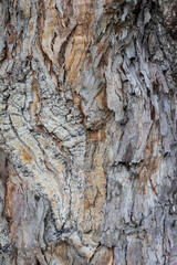 bark of a tree close up