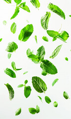 mint leaves float in the air in white background.