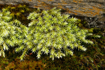 Closeup on a rare sand-dune moss, Racomitrium canescens