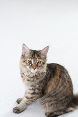 Cute little kitten of Maine breed (crossbreed) on white background sitting and looking at camera, selective focus