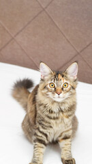 Cute kitten Maine metis 5 months sitting and looking at camera, selective focus