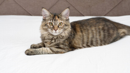 Little fluffy cutie. Meikuna kitten (mestizo) resting on bed for 5 months, selective focus