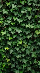Fototapeta na wymiar Ivy green plant texture background Generative AI
