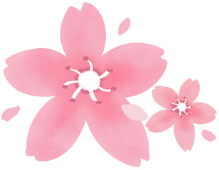 cherry blossom sakura