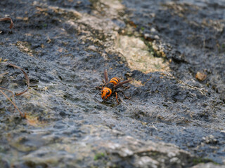 岩場で水を飲むオオスズメバチ