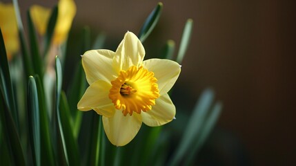 Narcissus daffodil in residence.