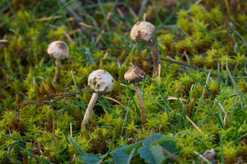 Inedible mushroom Tulostoma brumale in the grass and moss. Known as Winter Stalk-puffball. Group of wild mushrooms in the meadow.