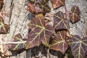 English Ivy (Hedera helix) Close Up
