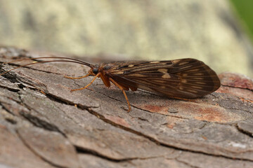 Closeup on an Austrian caddisfly , Potamophylax sitting on wood