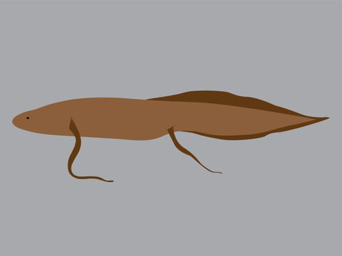 illustration of african lungfish