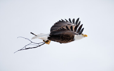 Bald Eagle (Haliaeetus leucocephalus) Soaring back to Nest Clutching Sticks