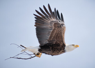 Bald Eagle (Haliaeetus leucocephalus) Soaring back to Nest with Sticks