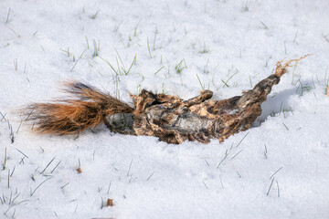 Fox Squirrel (Sciurus niger) Carcass Eaten by Eagle in Snow