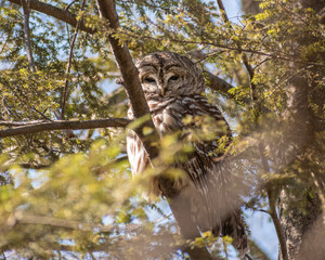 Barred Owl (Strix varia) Perched in Hemlock Tree on Sunny Day