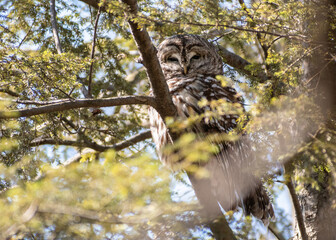 Barred Owl (Strix varia) in Hemlock Tree