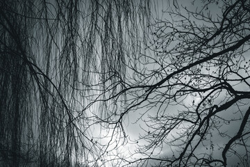 Abstraction with leafless branches and an evening light. Cloudy sky. Black and white picture. - obrazy, fototapety, plakaty