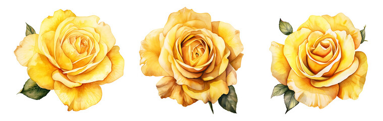 Isolated illustration of yellow roses flower. Created with Generative AI
