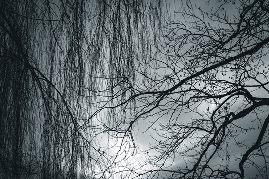 Abstraction with leafless branches and an evening light. Cloudy sky. Black and white picture.