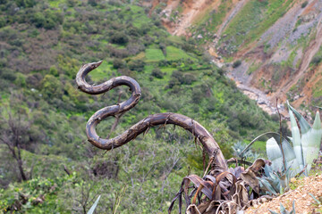 Artistic natural composition with a twisted dead and dry aloe flower trunk in the foreground and the Colca Canyon in the background. Peru.