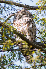 Barred Owl (Strix varia) Basking on Branch Portrait