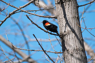 Red-winged Blackbird (Agelaius phoeniceus) Perched in Tree
