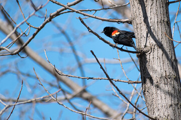 Red-winged Blackbird (Agelaius phoeniceus) Stretching in Tree